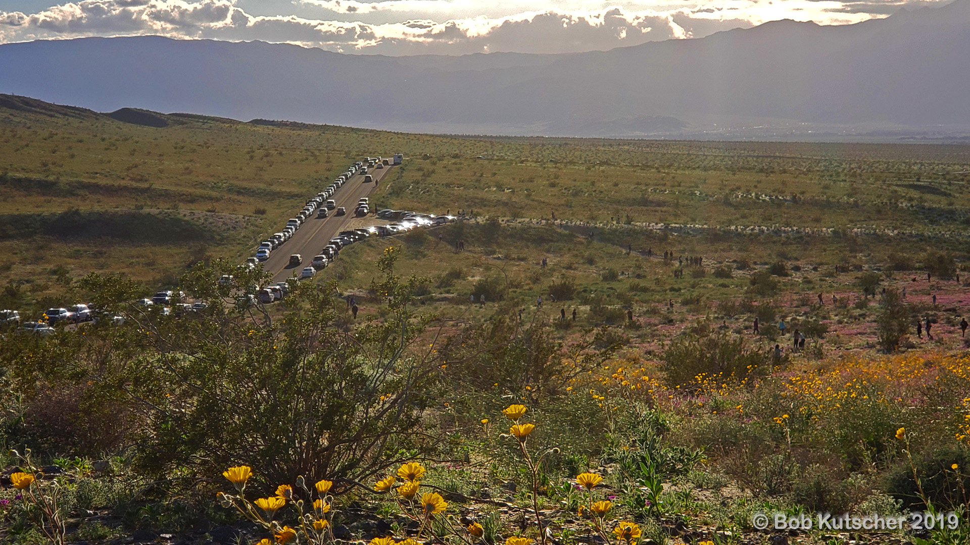 Borrego Springs, CA Superbloom 2019